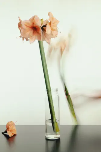 Série artistique, photographie de fleur en mouvement – studio photo Lyon – effet de mouvement 