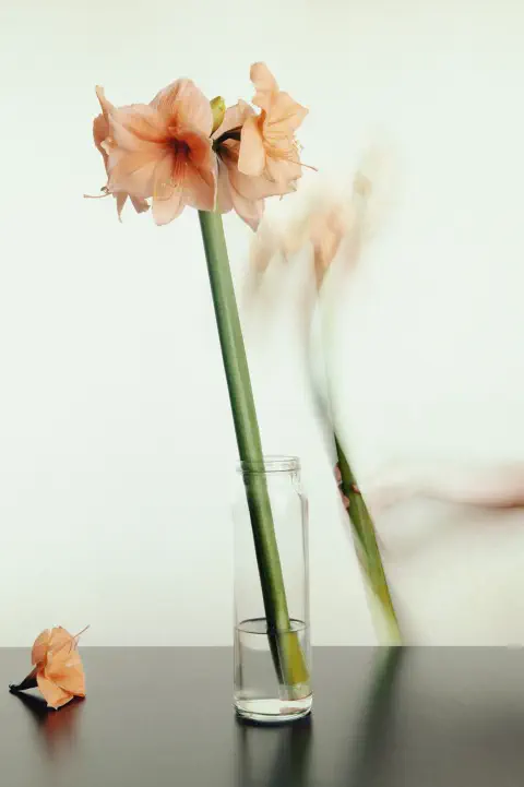 Série artistique, photographie de fleur en mouvement – studio photo Lyon – effet de mouvement 